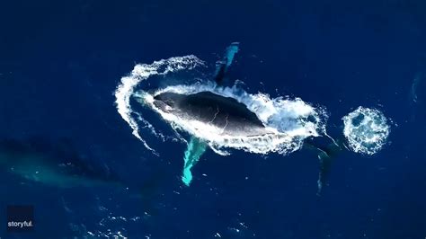 Pod of Humpback Whales Spotted Traveling North Off Hawaii Coast [Video]