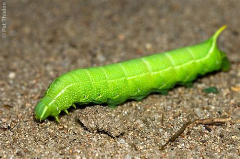 Is this a sphinx moth caterpillar? - Deidamia inscriptum - BugGuide.Net