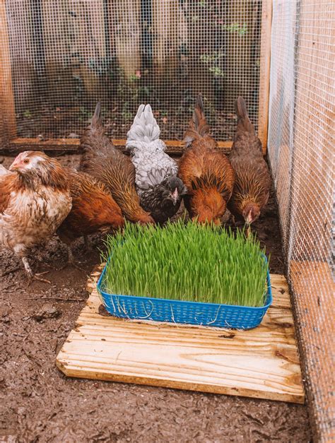 How To Grow Your Own Chicken Food (Cheap, Fast, & Easy!) — Gather Homestead