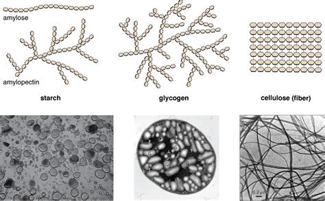 Carbohydrates | Microbiology