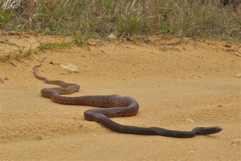 Eastern Coachwhip Snake | Florida Backyard Snakes