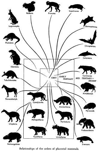 Palaeos Vertebrates Eutheria: Mesozoic Eutheria