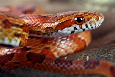 5 Great Beginner Pet Snakes - Reptiles Magazine