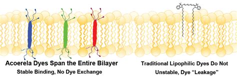 Acoerela - Lipophilic Dyes