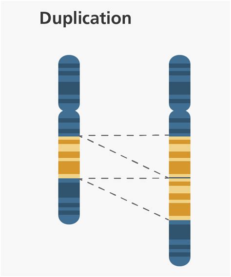 Chromosomal Duplication, HD Png Download - kindpng