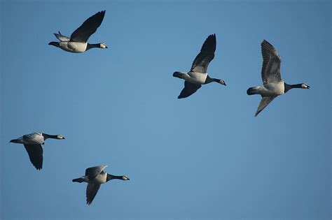 3 Leadership Lessons from Geese & How to Apply Them - LeaderShift Project