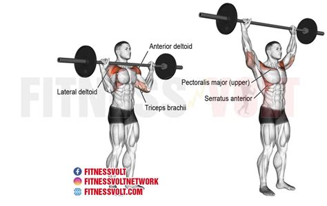 Barbell Overhead Press (Shoulders) – Fitness Volt