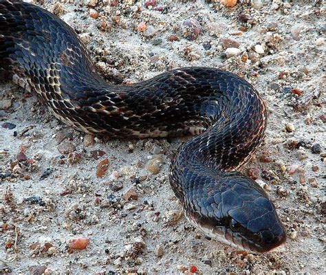 Rat Snakes In Indiana Snake Copperhead Louisiana Snakes Poisonous ...