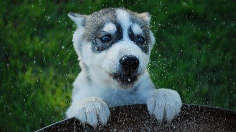 How to Train a Husky Puppy - Pet Haver