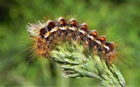 Watch out for brown-tail moth caterpillars (updated)