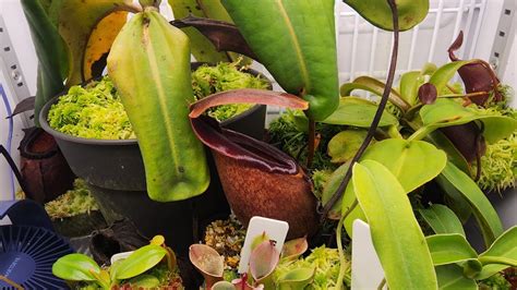 the king of nepenthes, species spot light on nepenthes rajah - YouTube