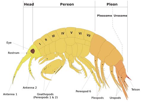 Amazing Amphipods | Reef2Reef