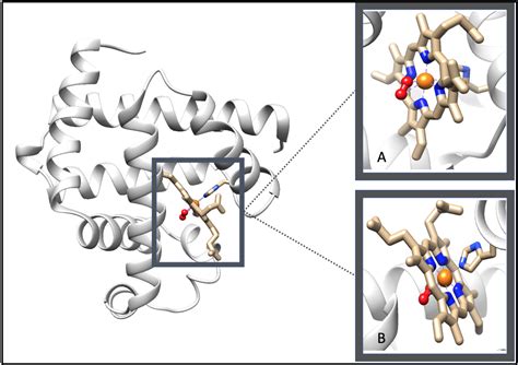 Myoglobin - Chemistry LibreTexts