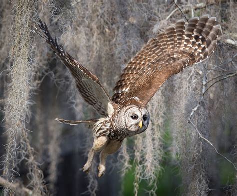 Barred Owl | Audubon Field Guide