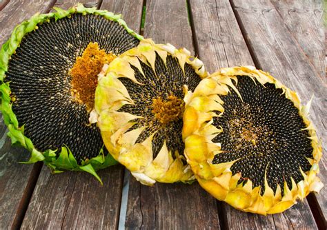 Late Season Tips for Growing and Harvesting Sunflower Seeds