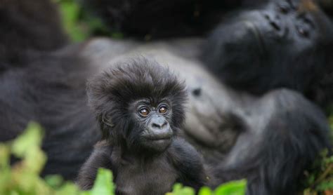 When every gorilla counts, we give them names with meaning - The ...