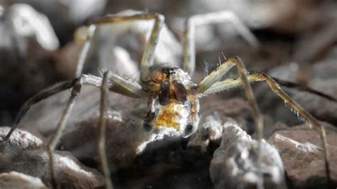 Arachnids News - all the latest about Arachnids | Live Science