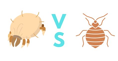 Dust Mites VS Bed Bugs: A Complete Guide with Photos