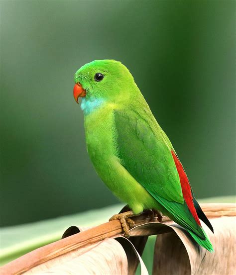 Green Bird · Free Stock Photo