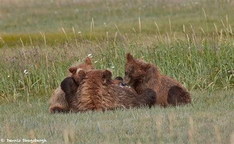 6872 Kodiak Bear Cubs Feeding, Katmai National Park, Alaska - Dennis ...