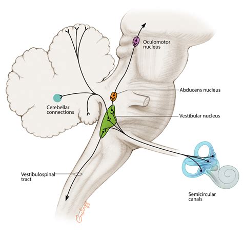 Vestibular System – Oto Surgery Atlas