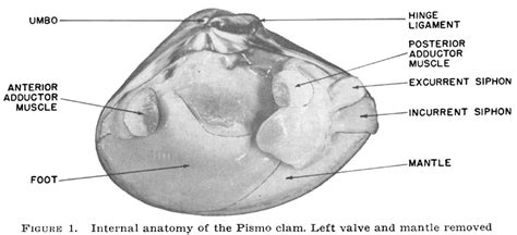 Geoduck Anatomy - Anatomical Charts & Posters