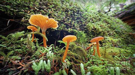 Forest Fungi Photograph by Martin Konopacki - Pixels