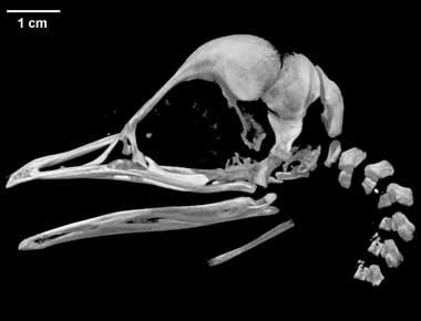 Digimorph - Aptenodytes forsteri (Emperor Penguin)