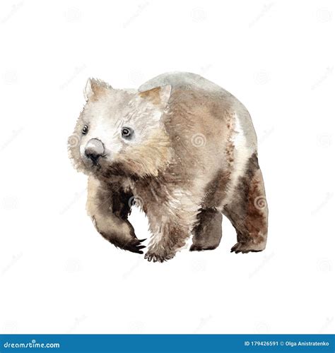 Watercolor Drawing of an Animal - Wombat, Animal of Australia Stock ...