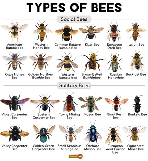 Bee Facts, Types, Diet, Reproduction, Classification, Pictures