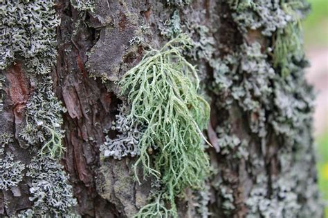 Lichen Moss - Free photo on Pixabay - Pixabay