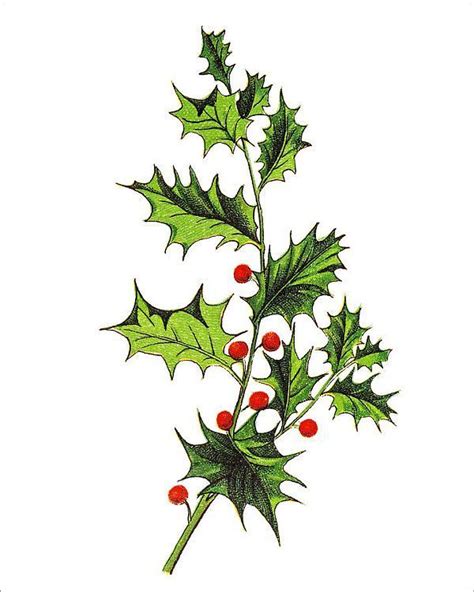 Print of Ilex aquifolium (holly, common holly, English holly, European ...