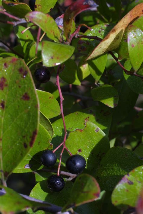 Vaccinium arboreum (Ericaceae) - fruit - as borne on the plant