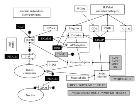 A schematic representation of clathrin-mediated endocytosis and ...