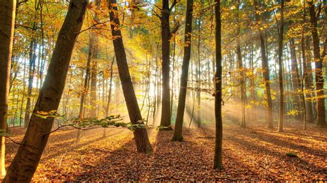 Sunny Forest Wallpapers - Top Free Sunny Forest Backgrounds ...