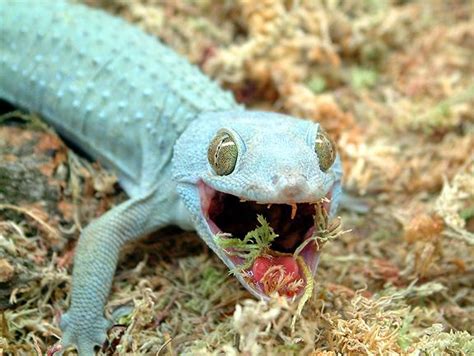 10 Terrific Tokay Gecko Morphs