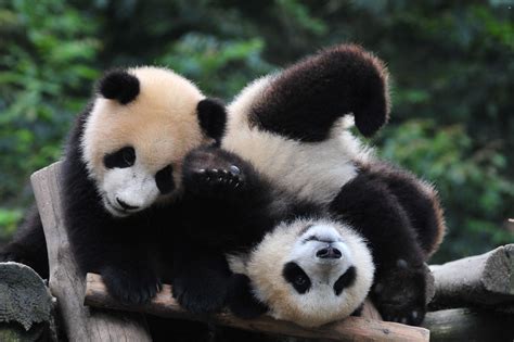 panda, Pandas, Baer, Bears, Baby, Cute, 17 Wallpapers HD / Desktop and ...