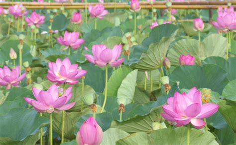 lotus, pink, leaves Wallpaper, HD Flowers 4K Wallpapers, Images, Photos ...