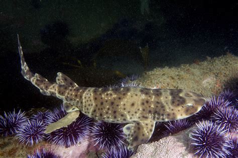 California Swell Shark Pictures - Images of Cephaloscyllium ventriosum