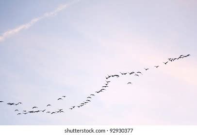 Birds Flying Formation Winter Stock Photo 92930377 | Shutterstock