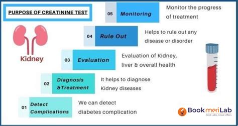 Creatinine Test: Purpose, Normal Range & Cost [2025]