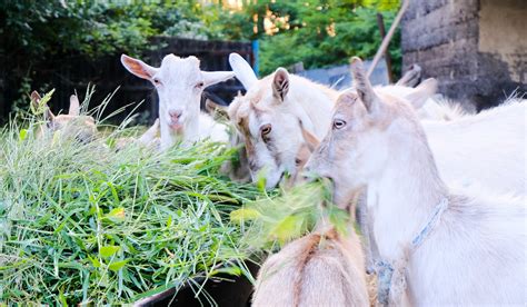 Do Goats Eat Grass? - Farmhouse Guide