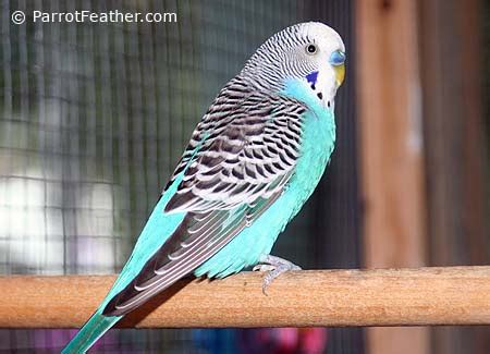 Budgerigar (Budgie) | ParrotFeather.com