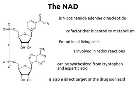 The NAD (presented by the Biochemistry meme gang) : r/virginvschad