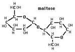 Maltase Digestive Enzyme – Best Digestive Enzyme