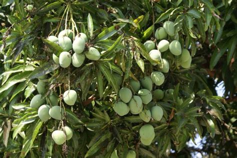 Cara Budidaya Tanaman Buah Mangga | Alam Indah