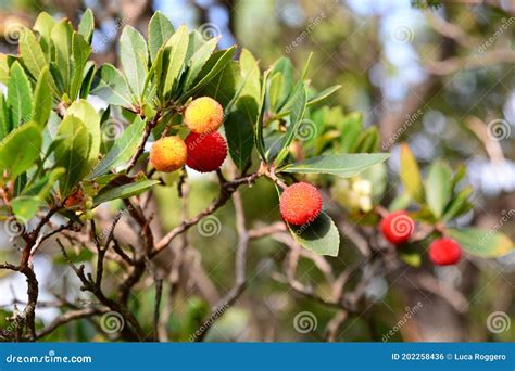 Fruits of Arbutus Unedo, or Strawberry Tree. Lavagna. Liguria. Italy ...