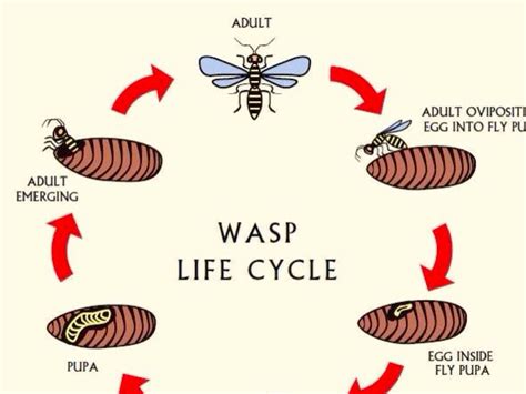 Yellow Jacket Wasp Life Cycle