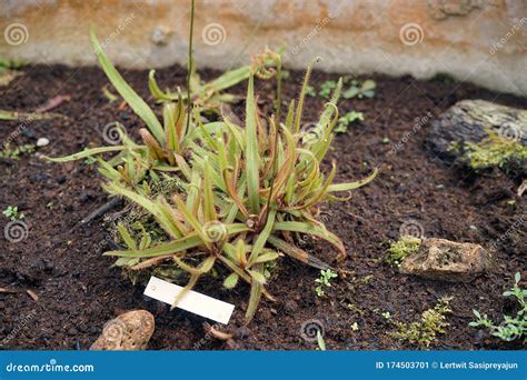 Droseraceae, a Family of Carnivorous Flowering Plants Stock Image ...