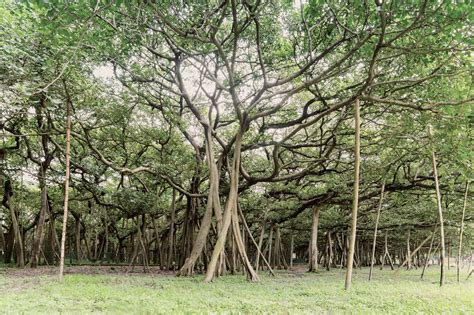 Nature Knows: The Great Banyan Tree - TCM World